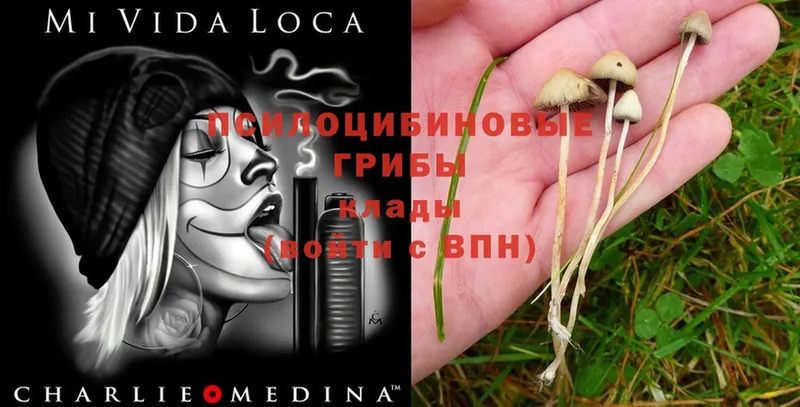 Галлюциногенные грибы MAGIC MUSHROOMS  купить  цена  Морозовск 